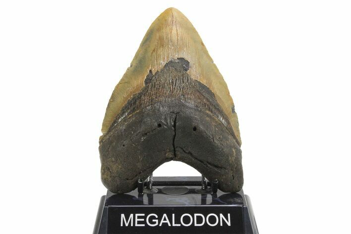 Fossil Megalodon Tooth - Huge NC Meg #298802